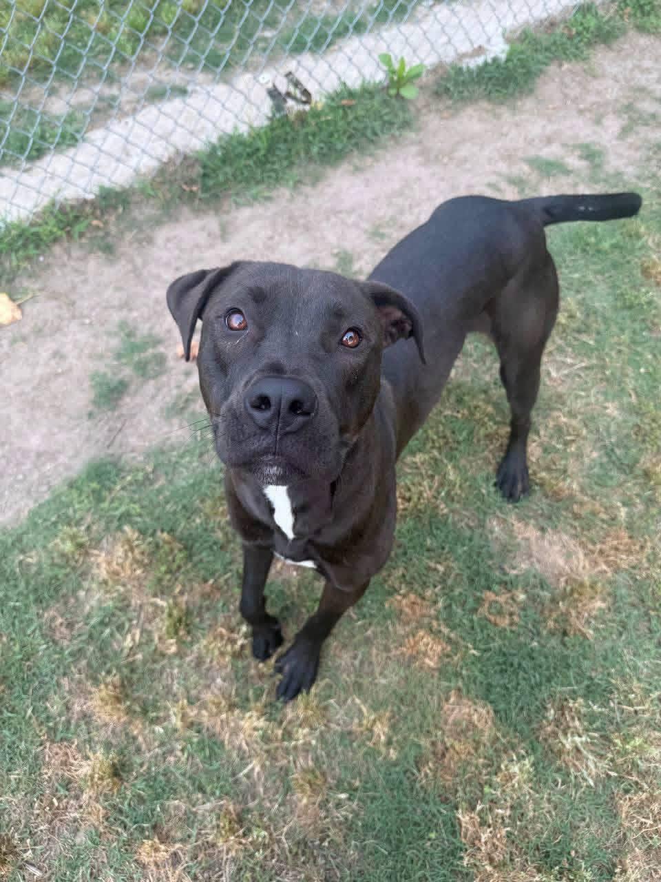 Reggie, Adoptable, Puppy Male Pit Bull Terrier.