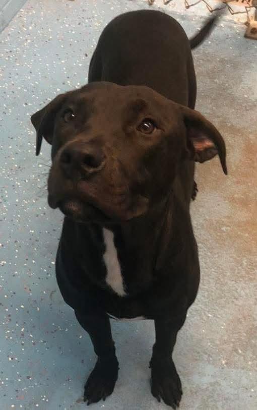 Enlarge Reggie, a Adoptable mixed breed in Macclesfield, NC image 1/5