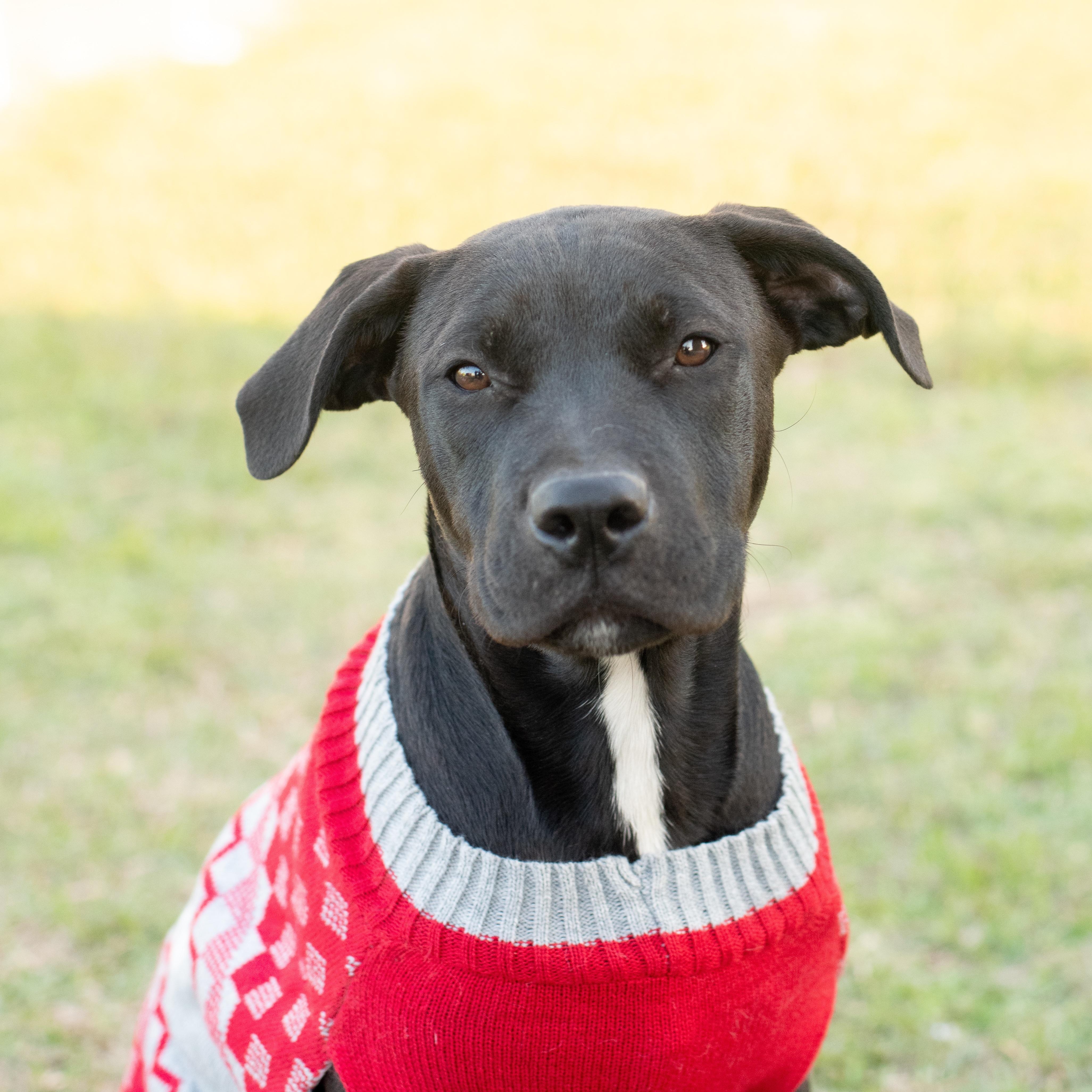 Enlarge Reggie, a Adoptable mixed breed in Macclesfield, NC image 3/5