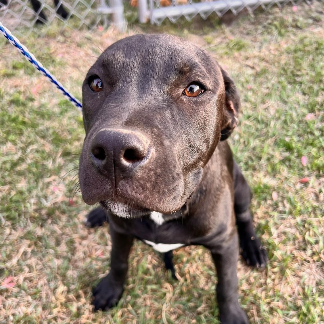 Enlarge Reggie, a Adoptable mixed breed in Macclesfield, NC image 5/5