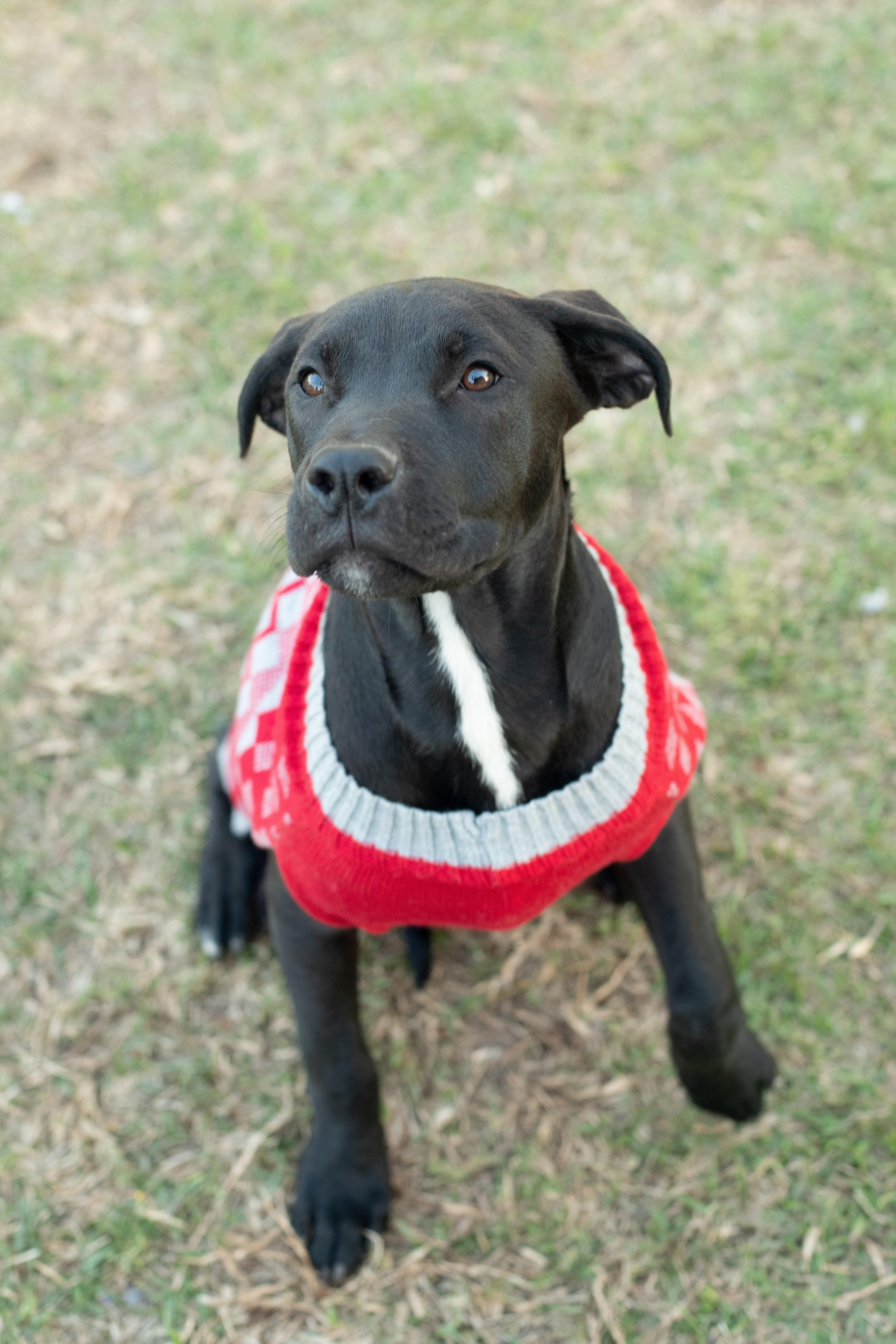 Enlarge Reggie, a Adoptable mixed breed in Macclesfield, NC image 2/5
