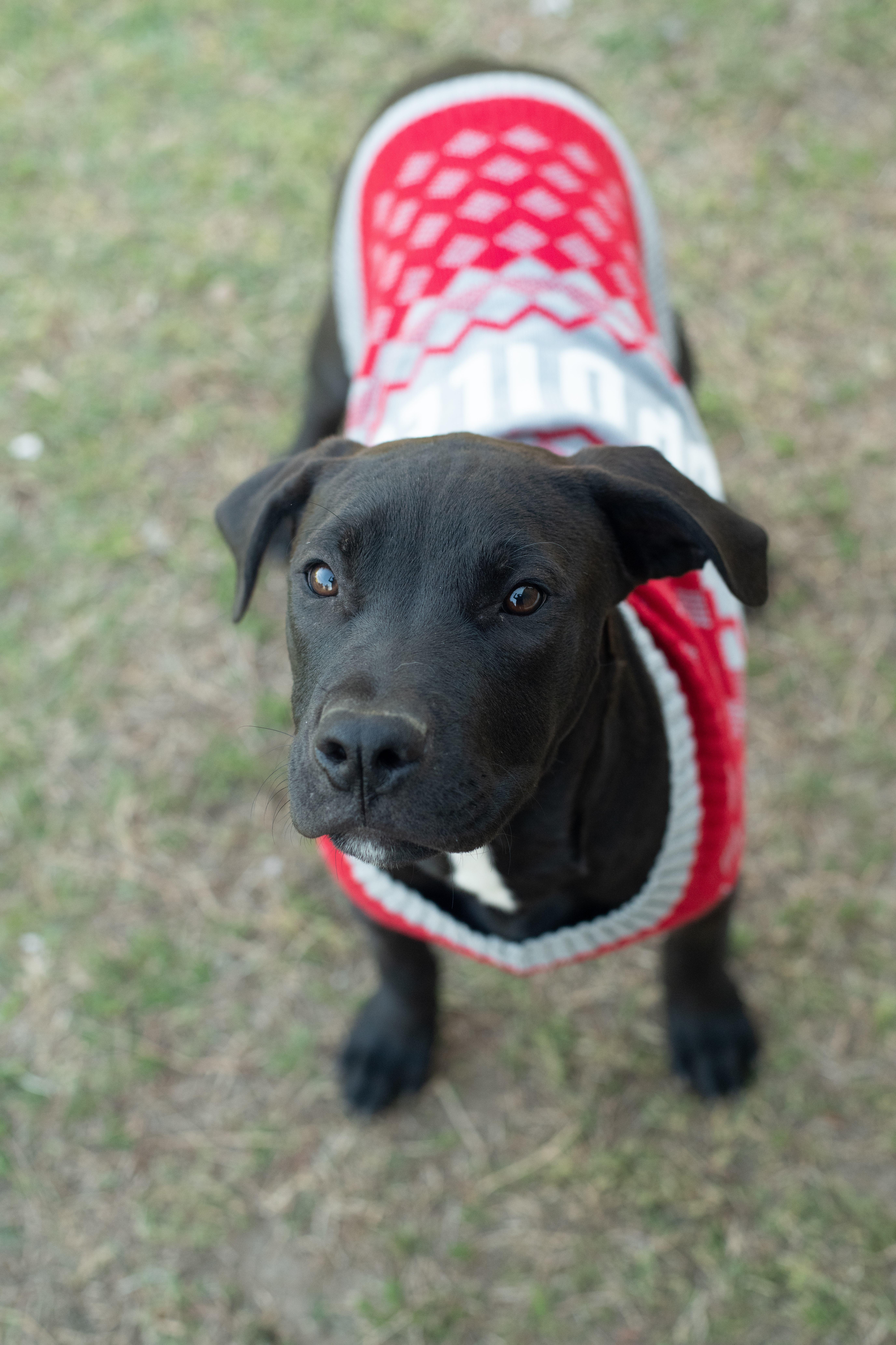 Enlarge Reggie, a Adoptable mixed breed in Macclesfield, NC image 4/5