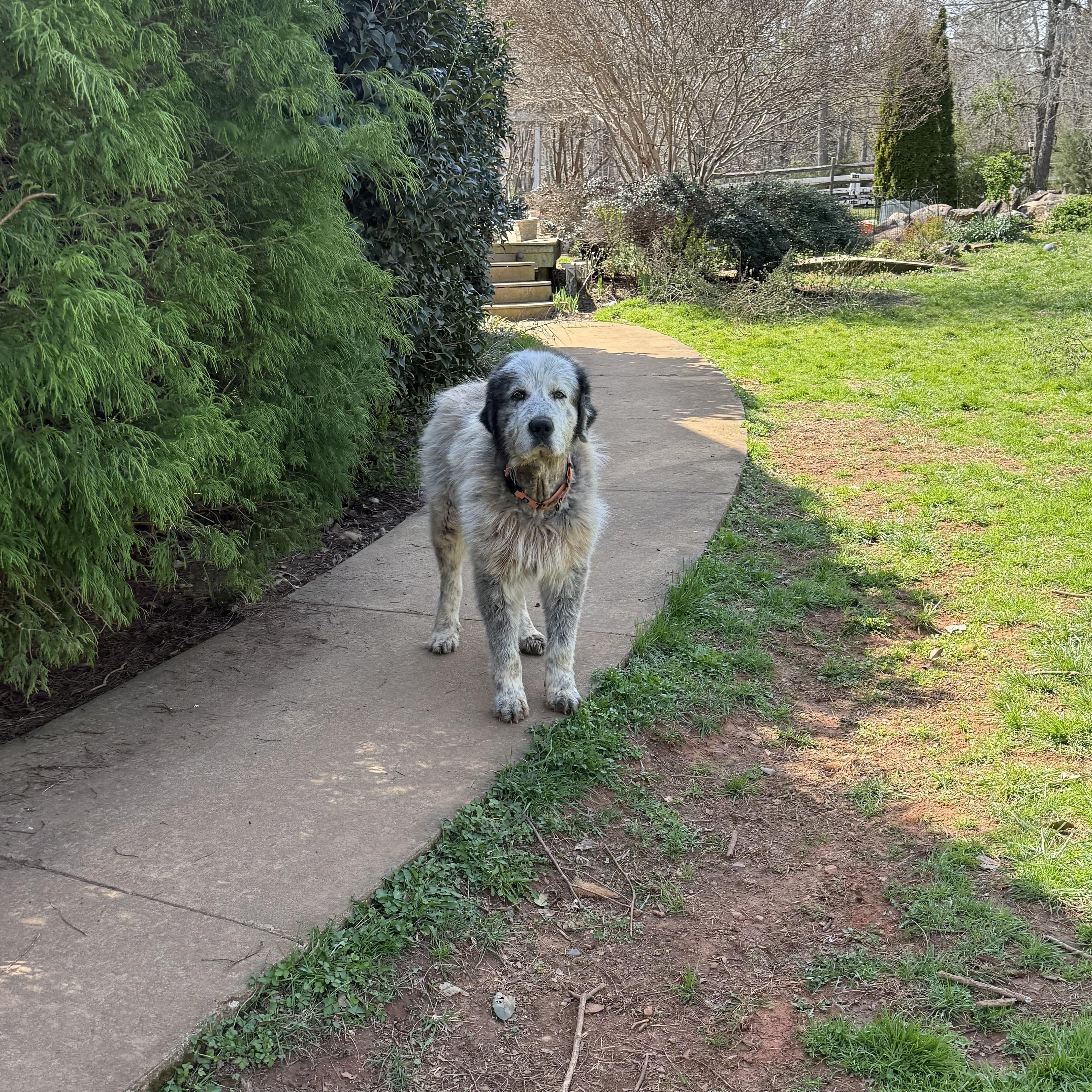 Gilbert, ADOPTABLE, Adult Male Great Pyrenees.