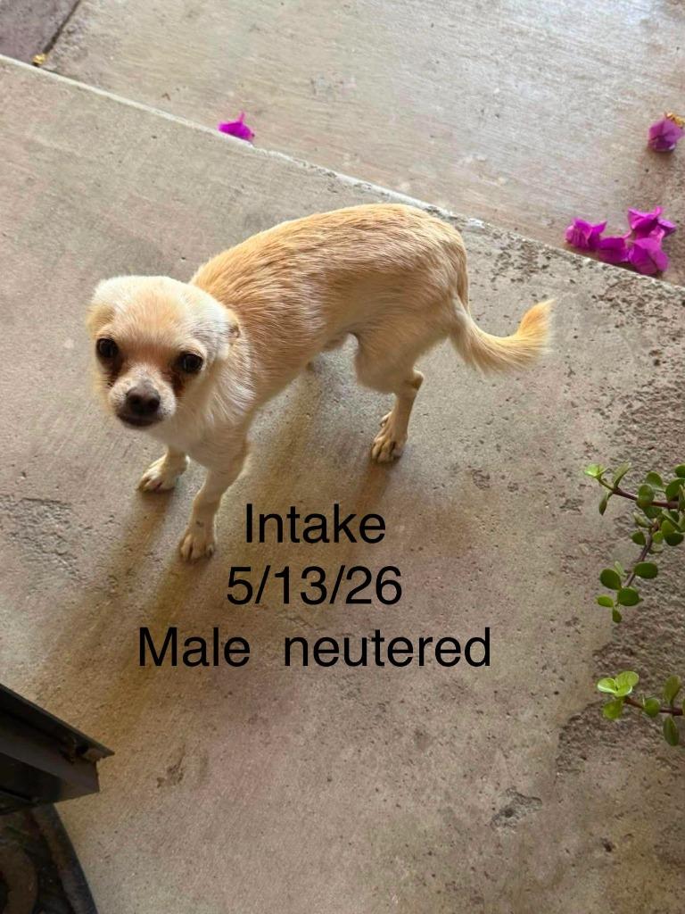 Yoshi, Adoptable, Young Male Chihuahua.
