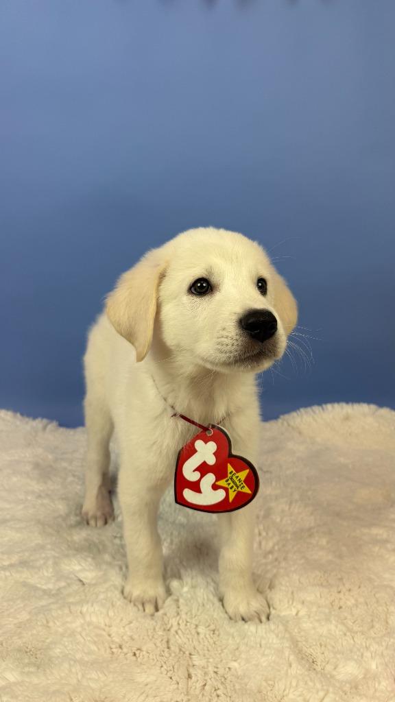 Enlarge Roary Lion, a Adoptable mixed breed in Phoenix, AZ image 2/5