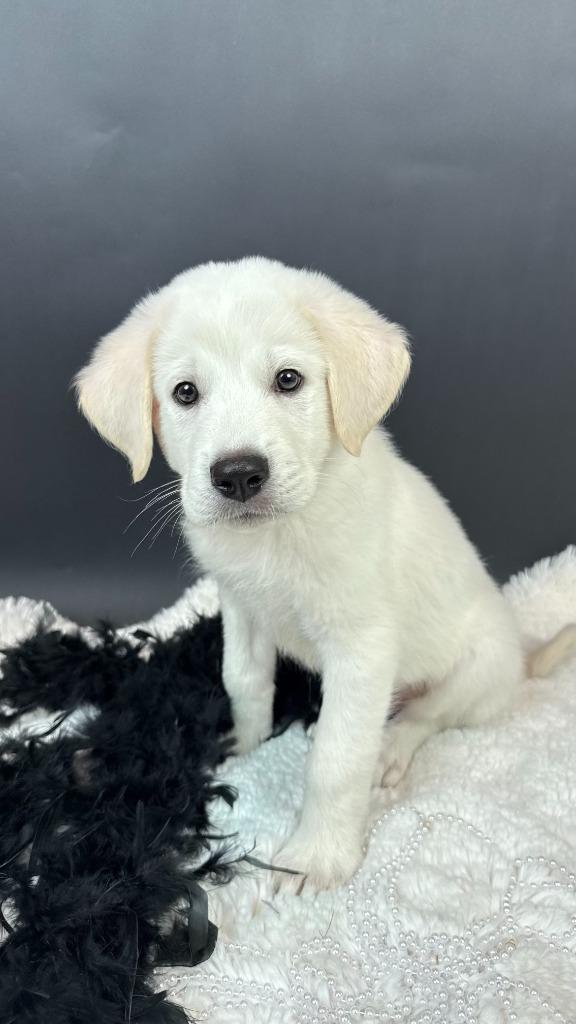 Enlarge Roary Lion, a Adoptable mixed breed in Phoenix, AZ image 3/5
