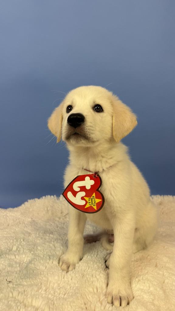 Enlarge Roary Lion, a Adoptable mixed breed in Phoenix, AZ image 4/5