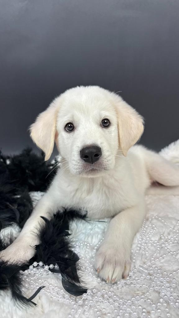 Enlarge Roary Lion, a Adoptable mixed breed in Phoenix, AZ image 5/5