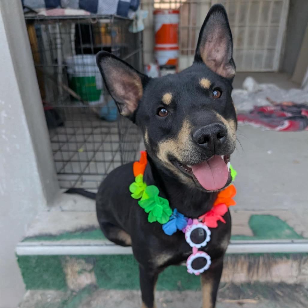 Toto, Adoptable, Young Male Terrier & Terrier.