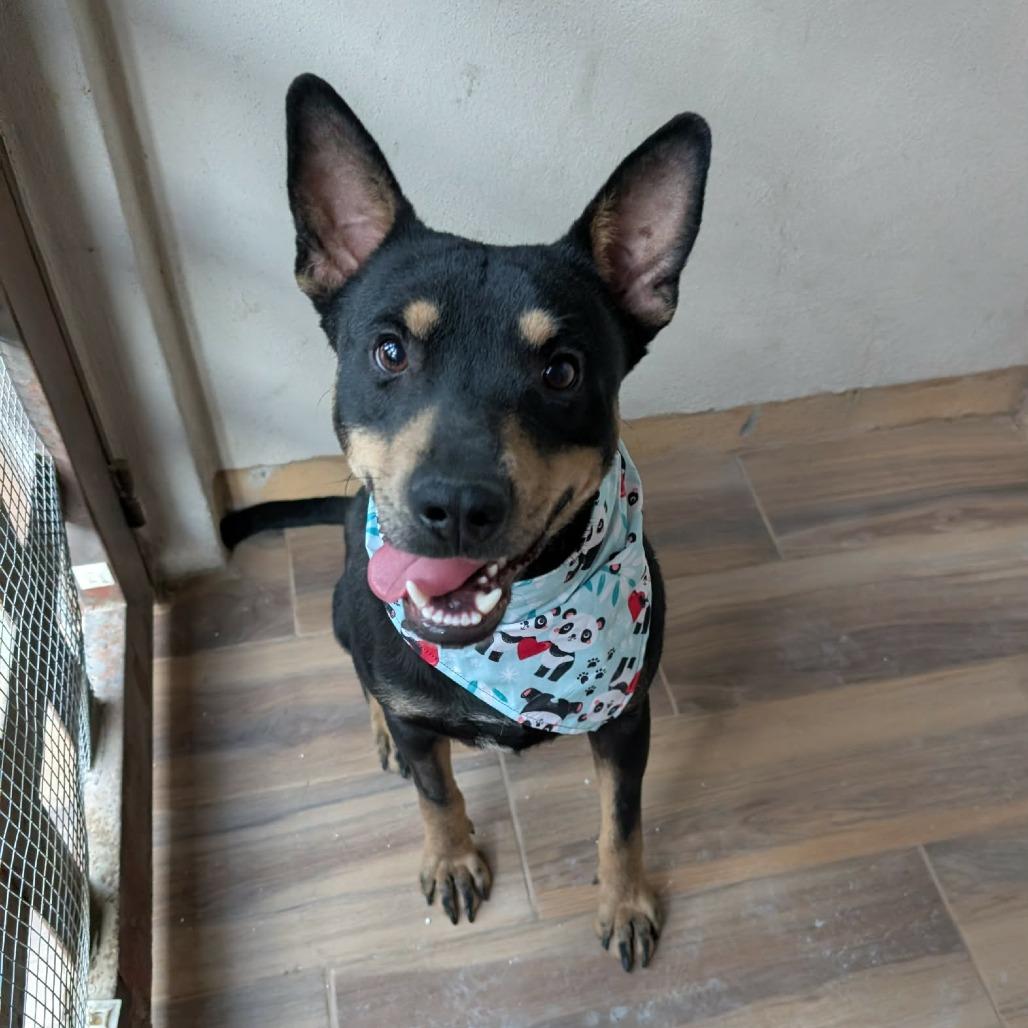 Toto, a Adoptable mixed breed in San Diego, CA image 2/6