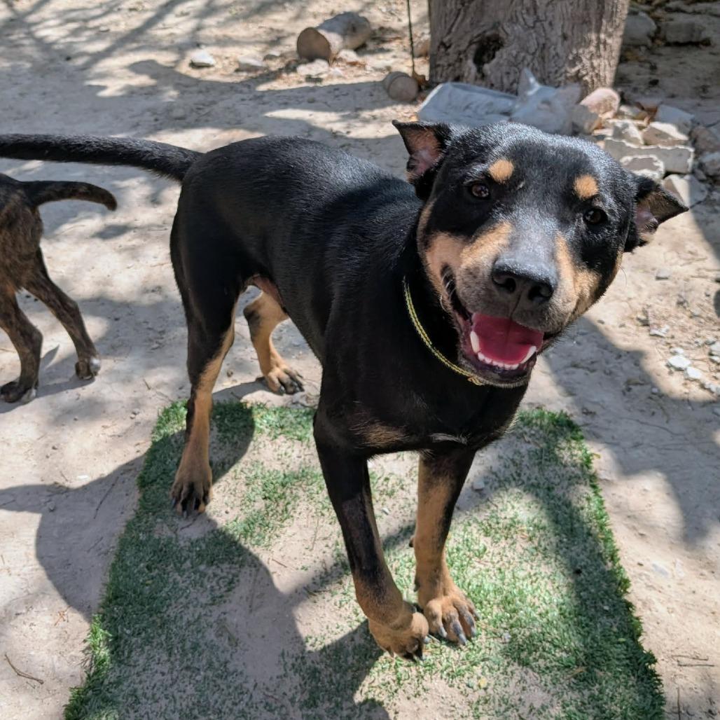Toto, a Adoptable mixed breed in San Diego, CA image 3/6