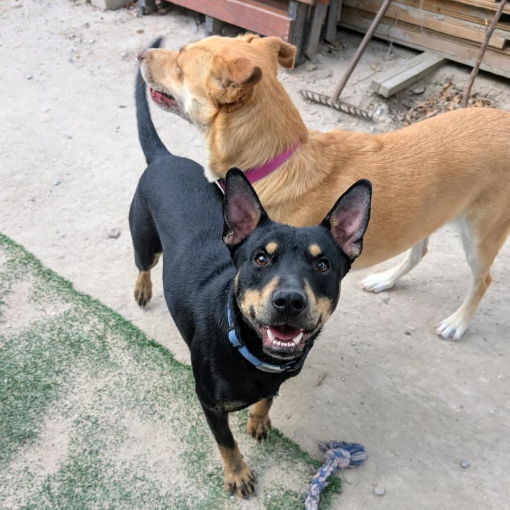 Toto, a Adoptable mixed breed in San Diego, CA image 4/6