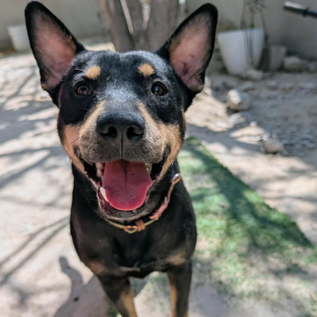 Toto, a Adoptable mixed breed in San Diego, CA image 5/6