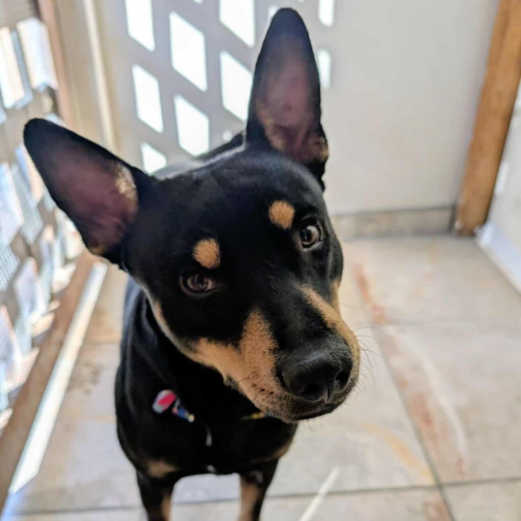 Toto, a Adoptable mixed breed in San Diego, CA image 6/6