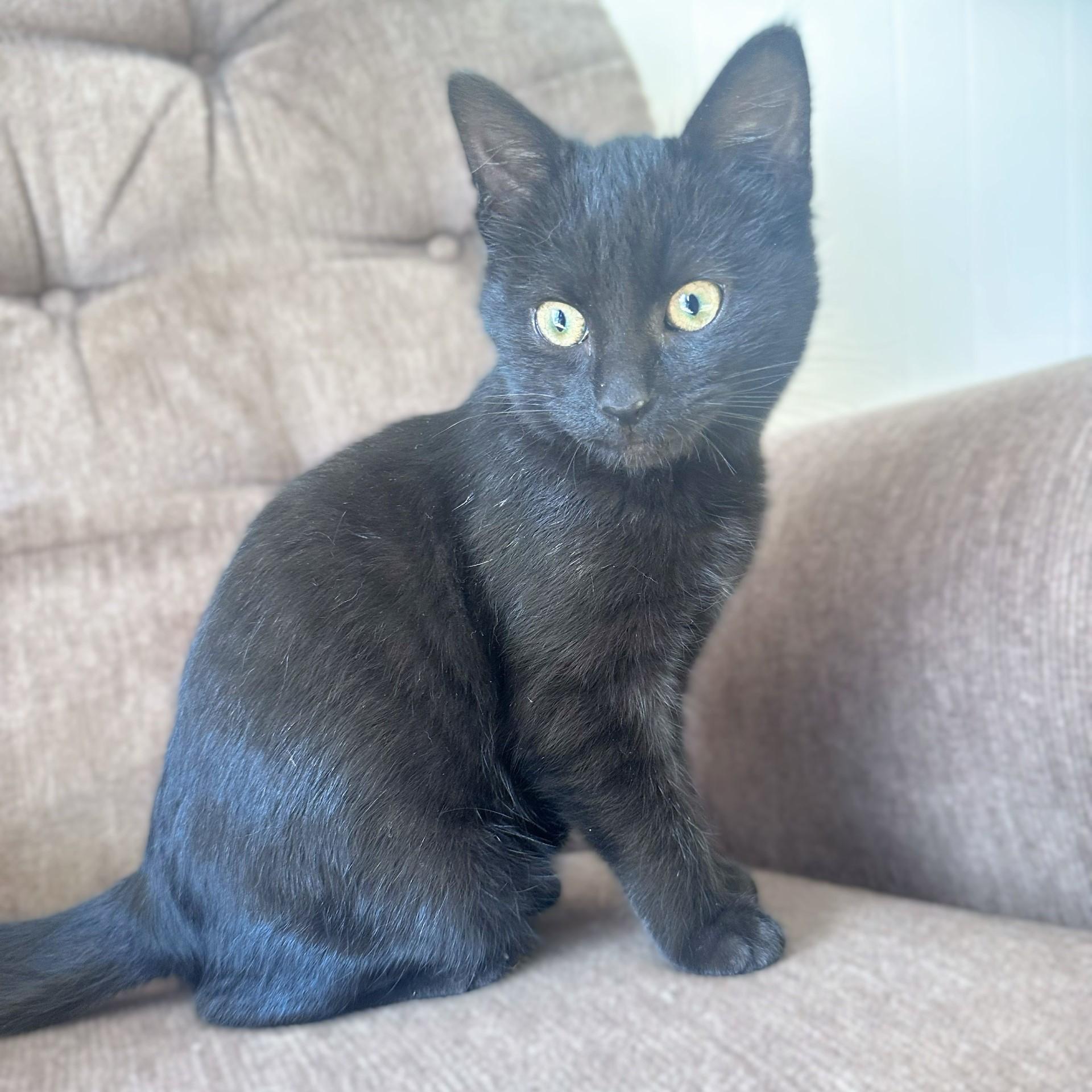 Lorelai, an adopted Domestic Short Hair in Floyd, VA image 4/5