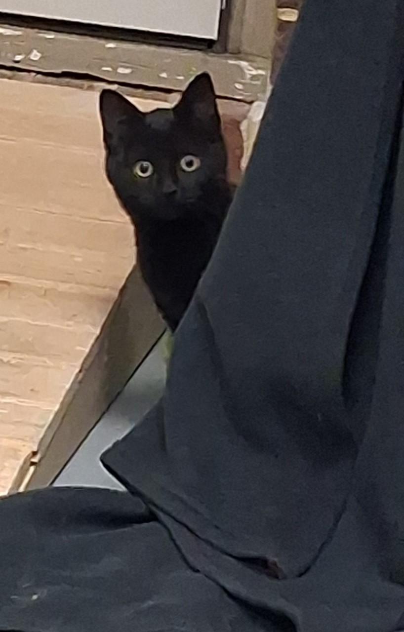 Lorelai, an adopted Domestic Short Hair in Floyd, VA image 1/5