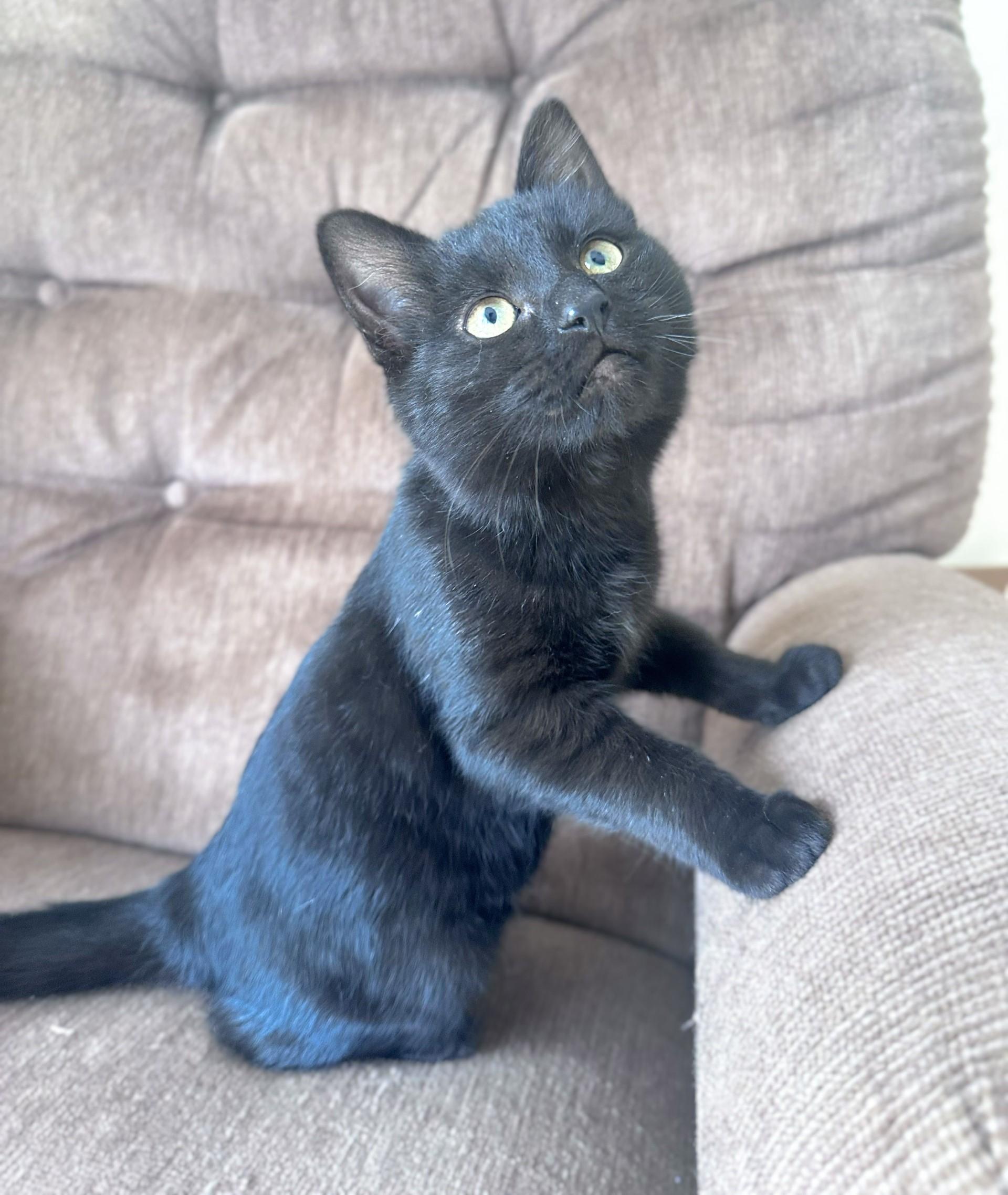 Lorelai, an adopted Domestic Short Hair in Floyd, VA image 3/5