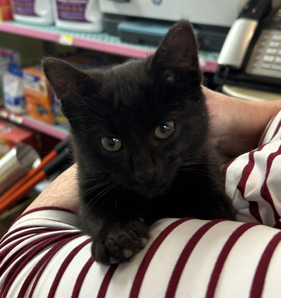 Lorelai, an adopted Domestic Short Hair in Floyd, VA image 2/5