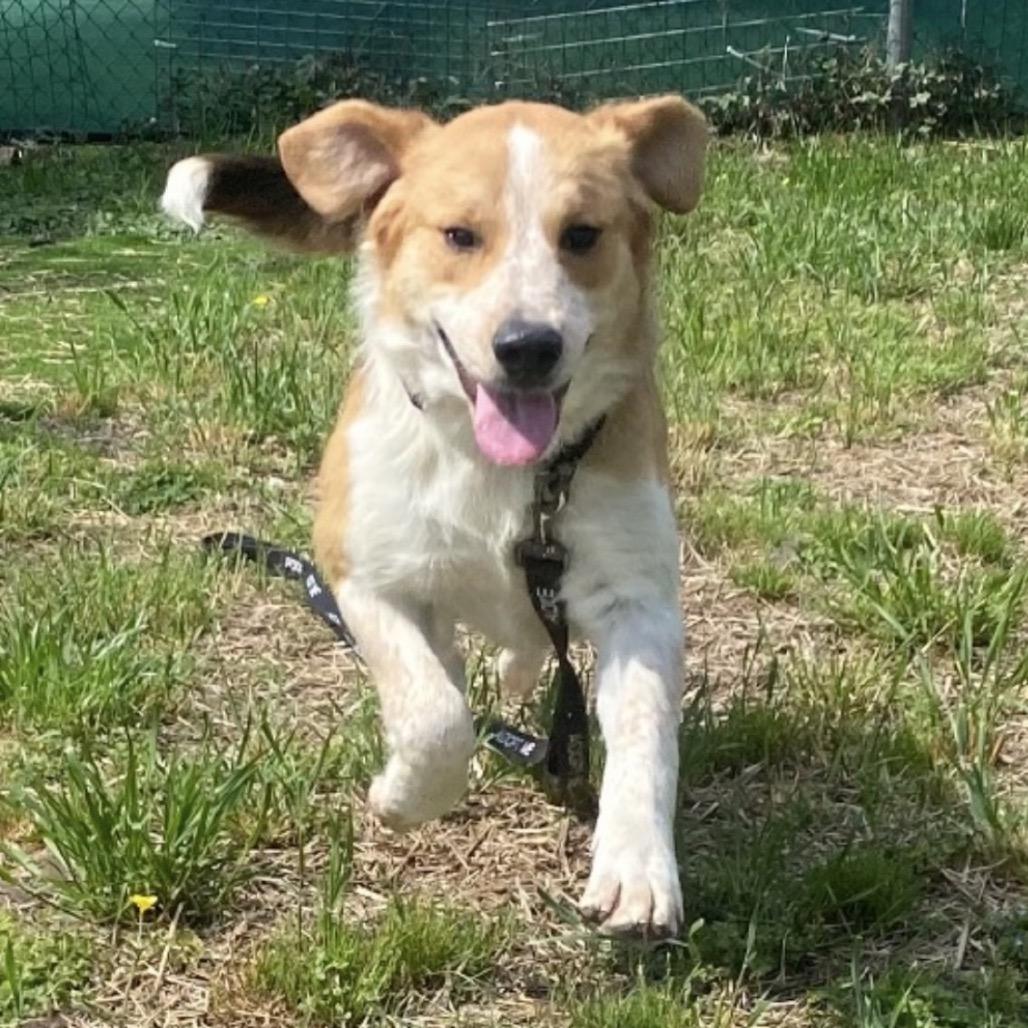 Enlarge Dexter, a Adoptable mixed breed in Caryville, TN image 1/6