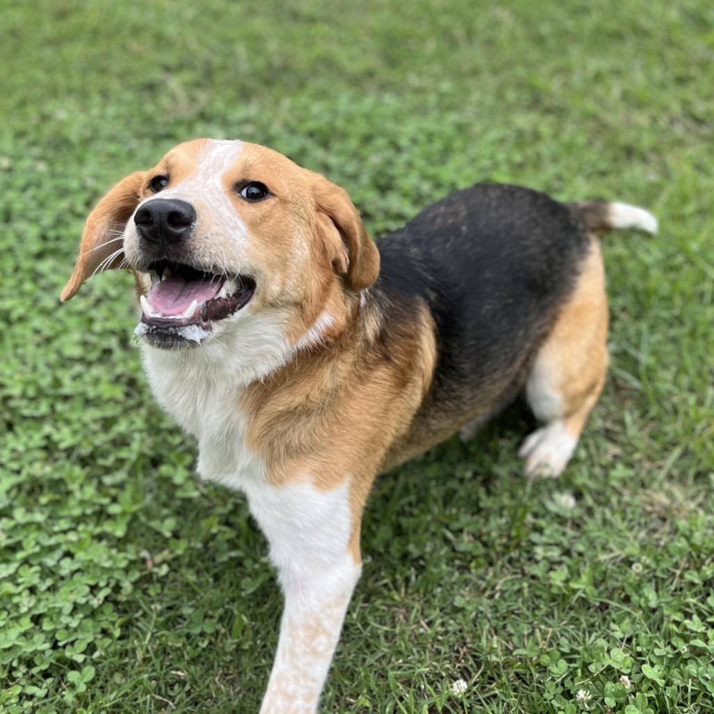 Enlarge Dexter, a Adoptable mixed breed in Caryville, TN image 2/6