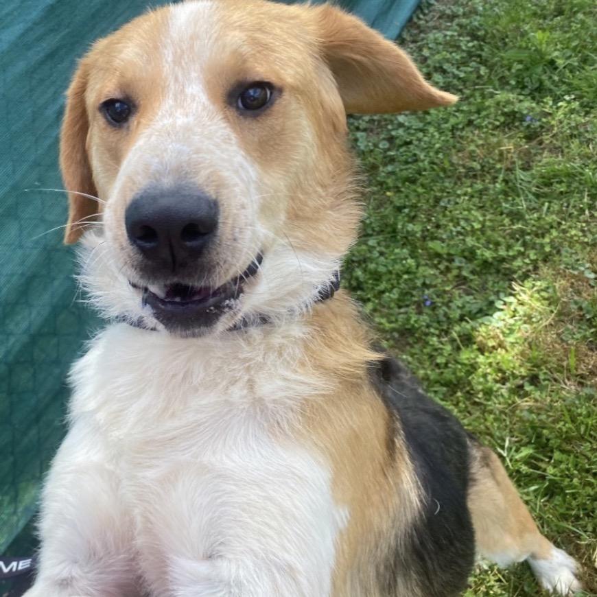 Enlarge Dexter, a Adoptable mixed breed in Caryville, TN image 3/6