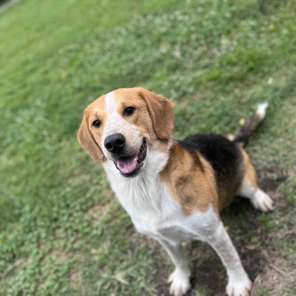Enlarge Dexter, a Adoptable mixed breed in Caryville, TN image 4/6