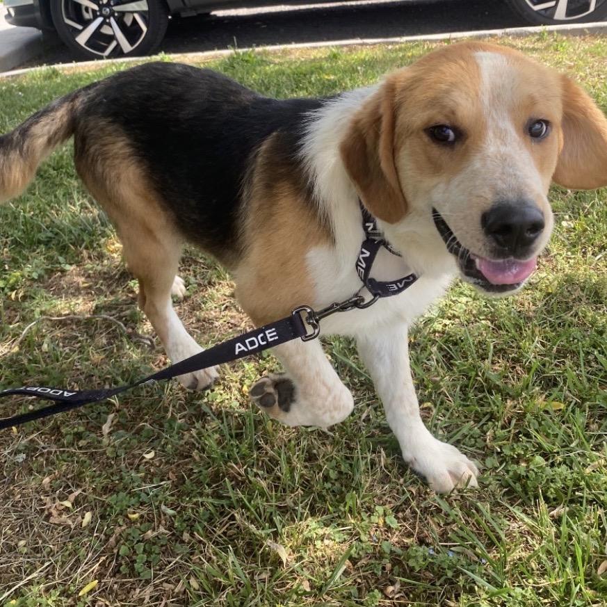 Enlarge Dexter, a Adoptable mixed breed in Caryville, TN image 5/6