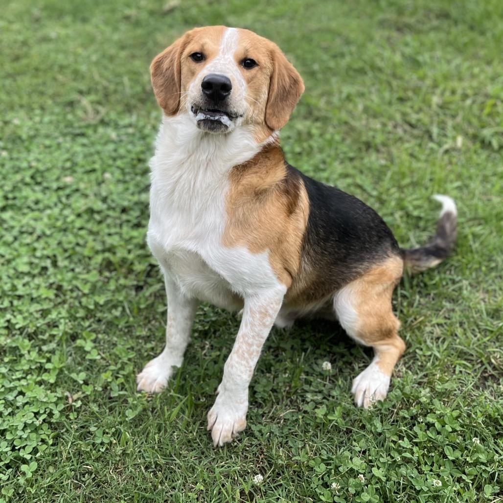 Enlarge Dexter, a Adoptable mixed breed in Caryville, TN image 6/6