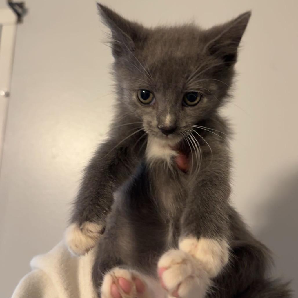 Enlarge Green Bean & Turkey, an adopted mixed breed in Warwick, RI image 3/5