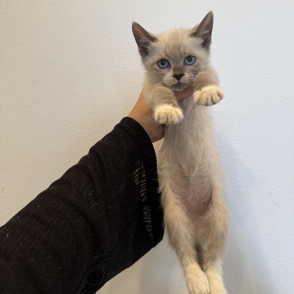 Enlarge Green Bean & Turkey, an adopted mixed breed in Warwick, RI image 4/5