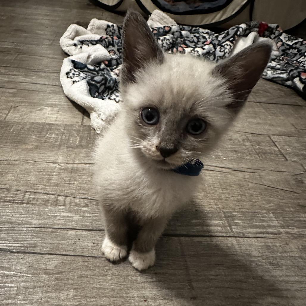 Enlarge Green Bean & Turkey, an adopted mixed breed in Warwick, RI image 5/5