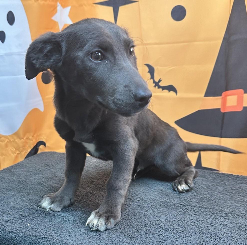 Enlarge 61887079, a Adopted mixed breed in Elko, NV image 1/1