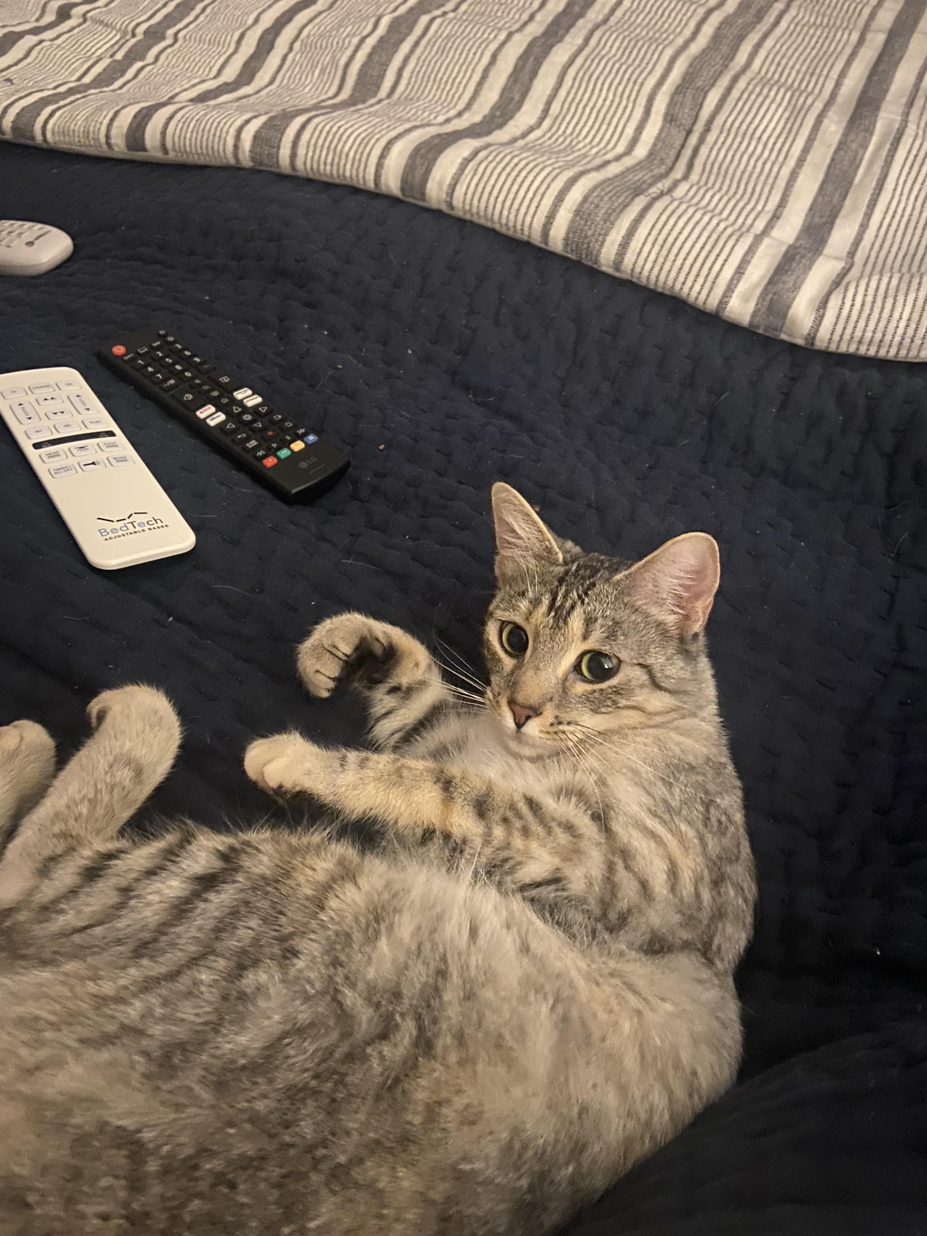 Enlarge Stormy, a ADOPTABLE Tabby in Dallas, TX image 5/5