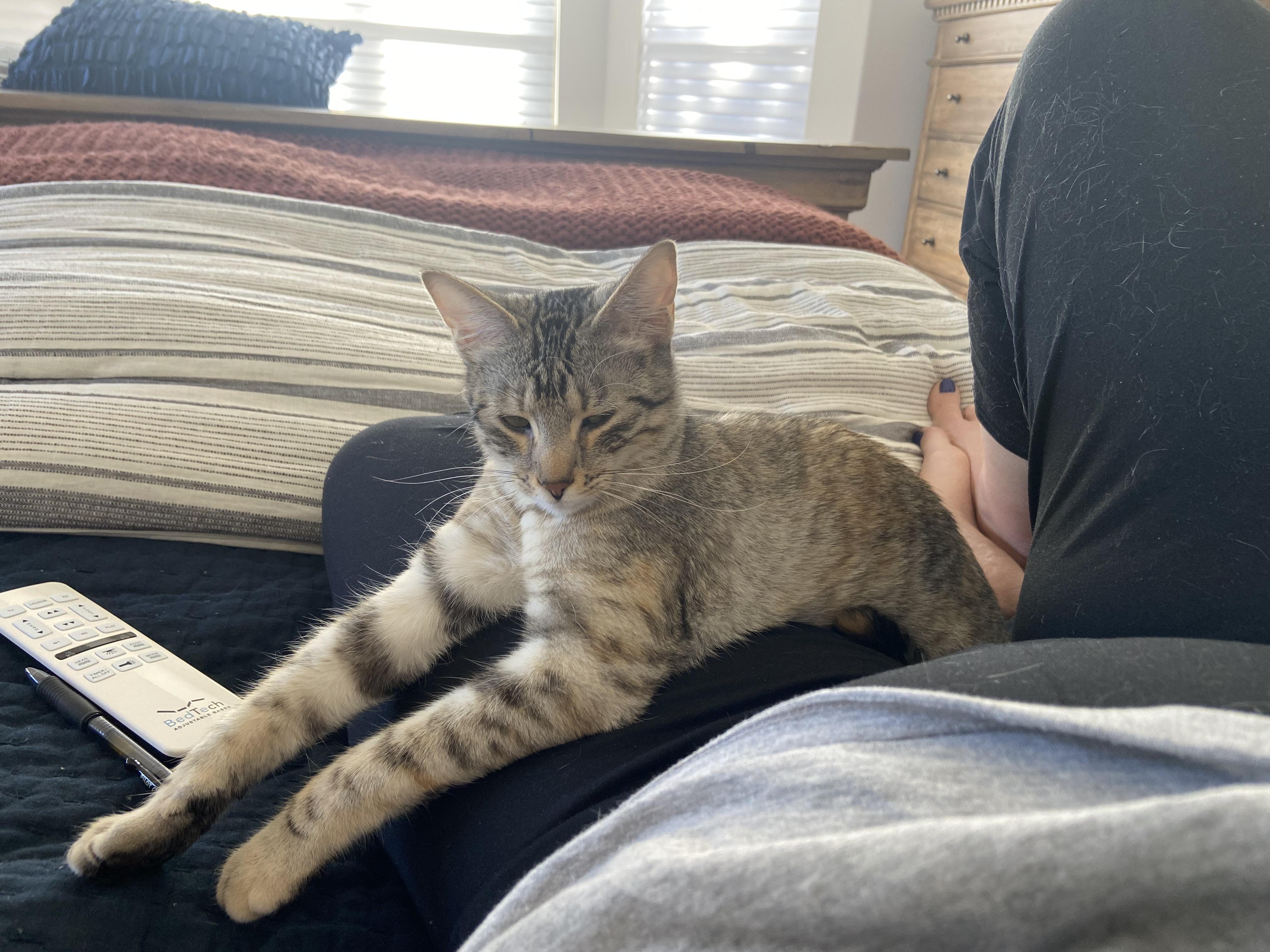 Enlarge Stormy, a ADOPTABLE Tabby in Dallas, TX image 2/5
