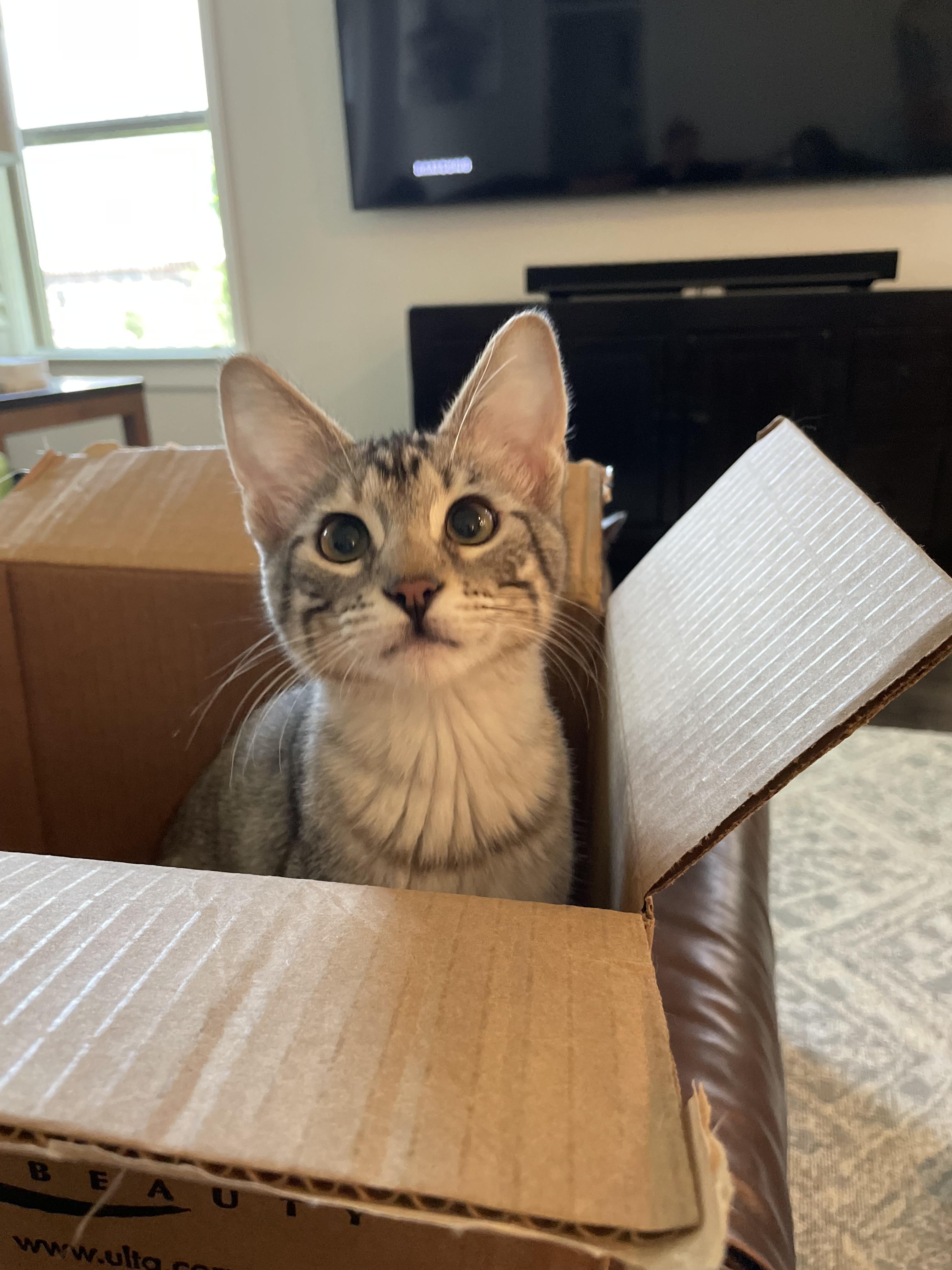 Enlarge Stormy, a ADOPTABLE Tabby in Dallas, TX image 3/5