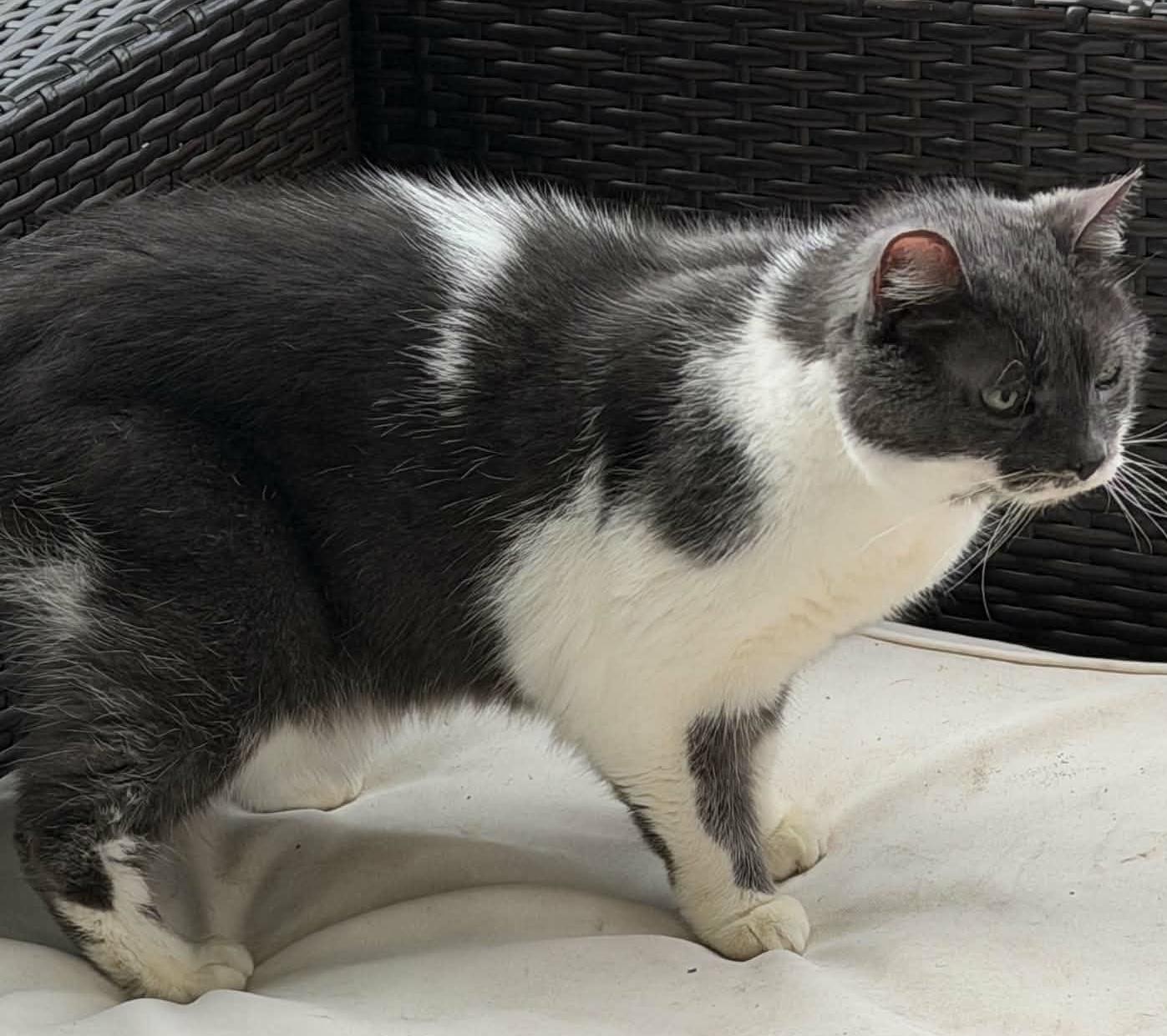 Raleigh Firefly, an adopted Tuxedo in Myrtle Beach, SC image 3/5
