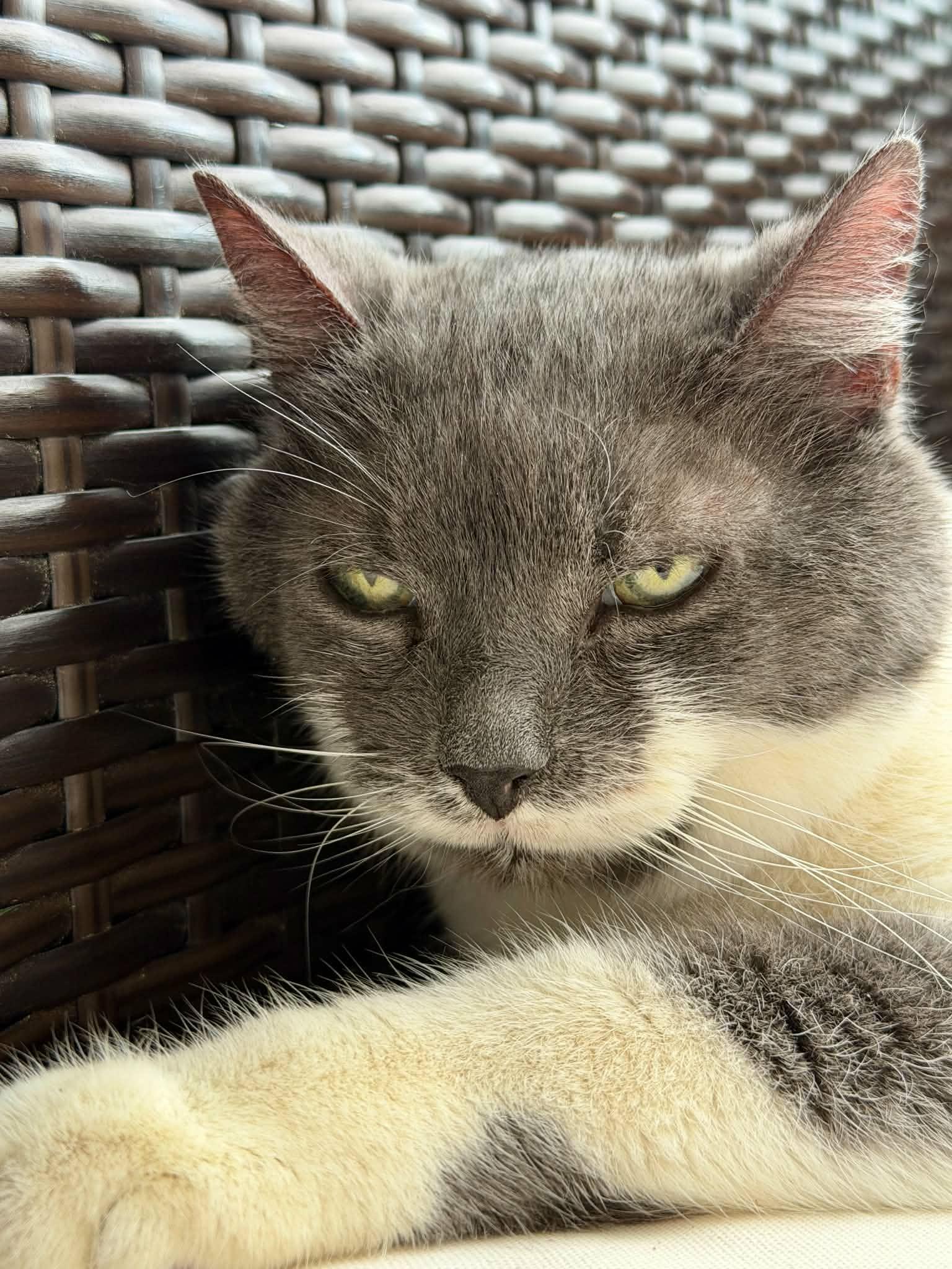 Raleigh Firefly, an adopted Tuxedo in Myrtle Beach, SC image 5/5