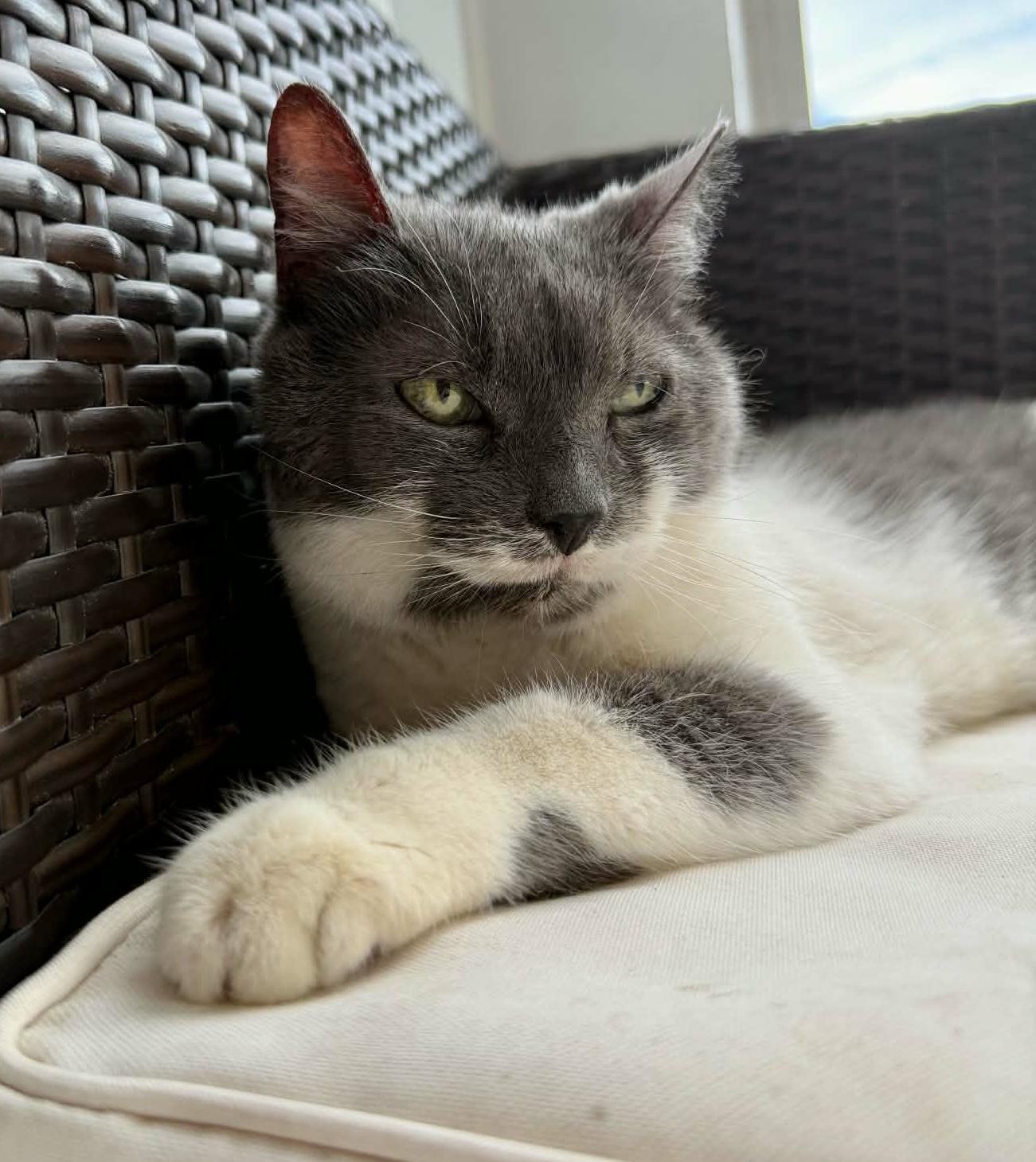 Raleigh Firefly, an adopted Tuxedo in Myrtle Beach, SC image 1/5