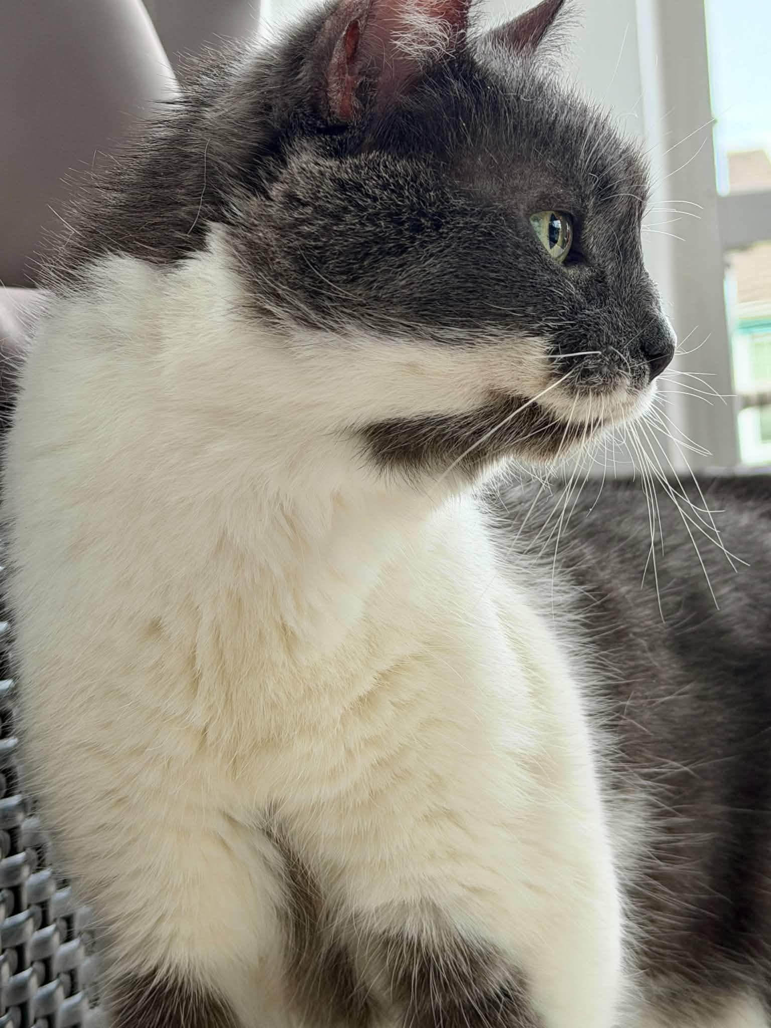 Raleigh Firefly, an adopted Tuxedo in Myrtle Beach, SC image 4/5