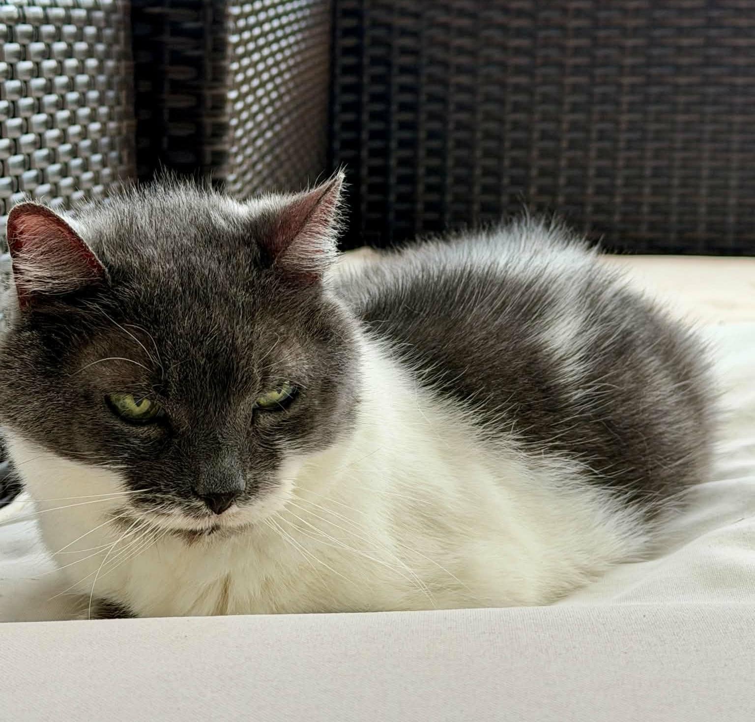 Raleigh Firefly, an adopted Tuxedo in Myrtle Beach, SC image 2/5
