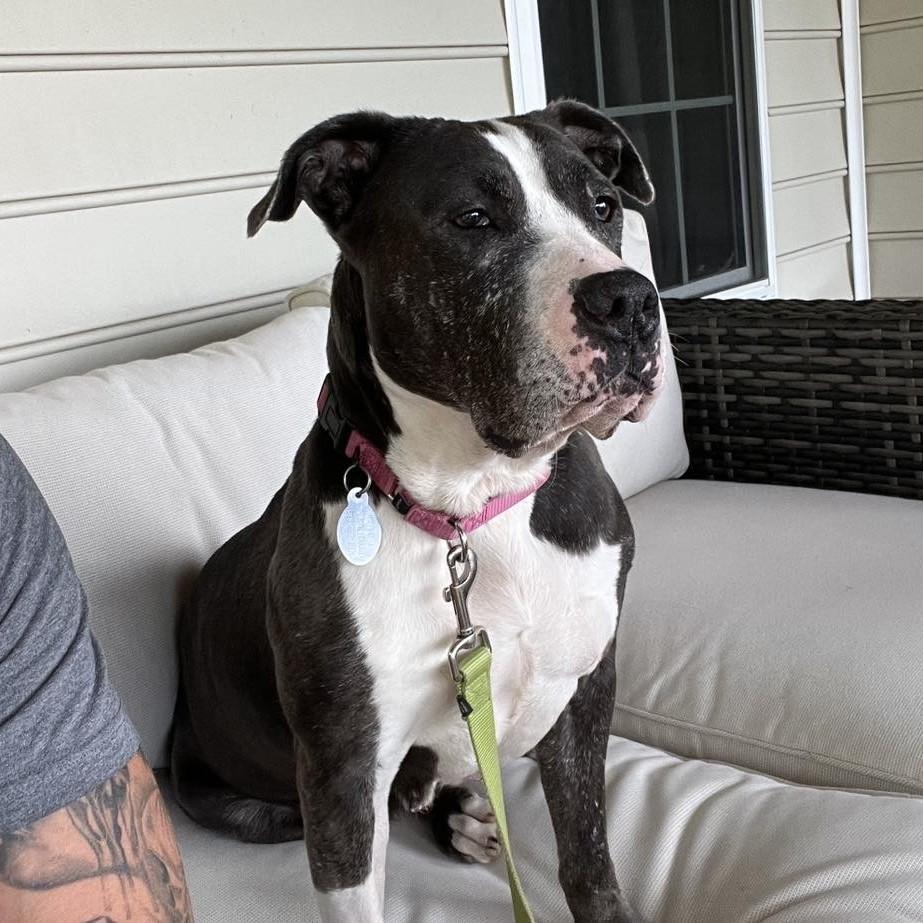 Bella Blue