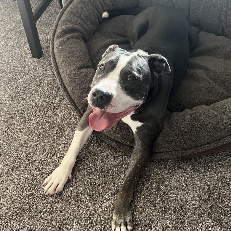 Bella Blue