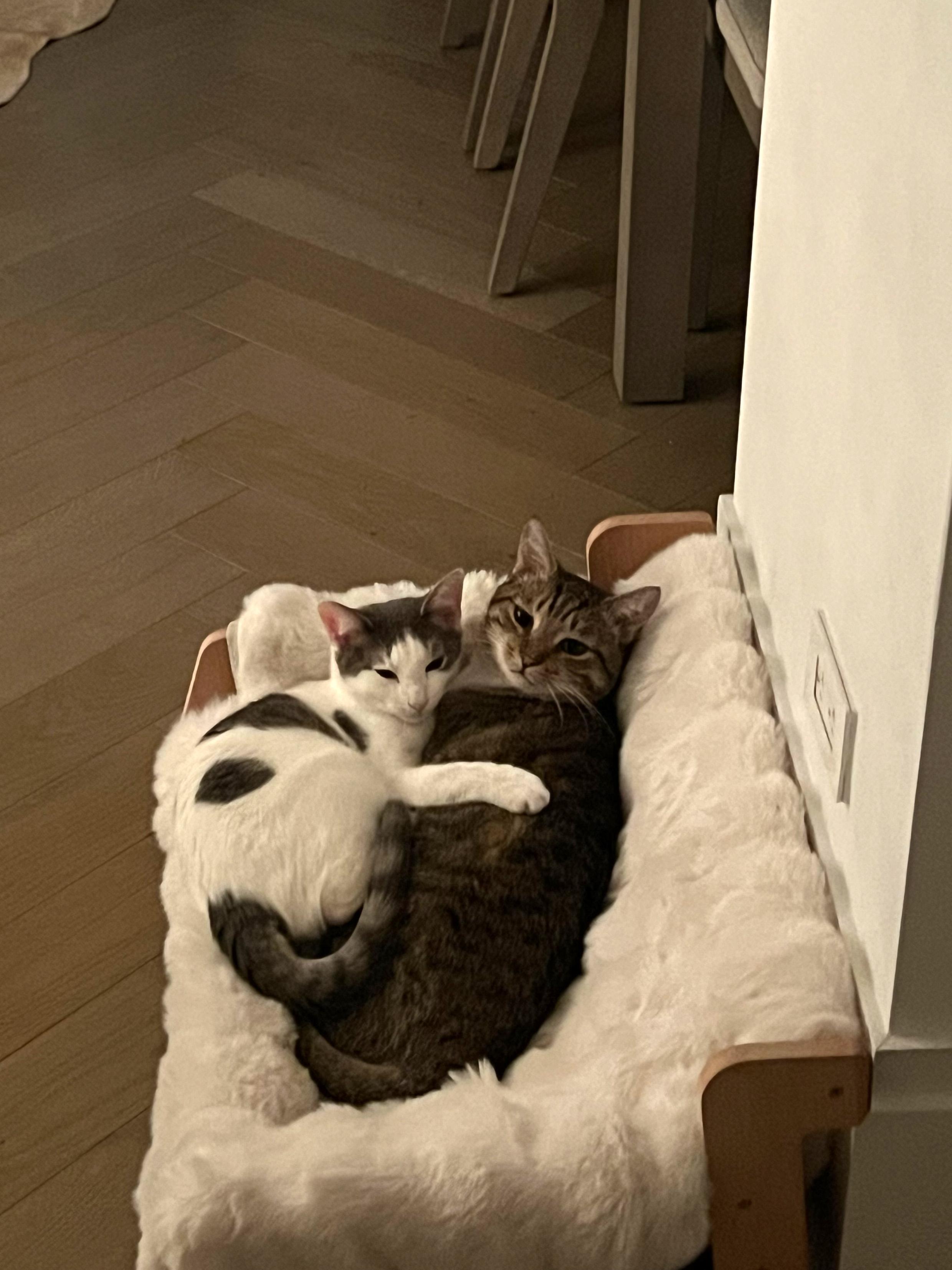 Enlarge Dill, an adopted Domestic Short Hair in Brooklyn, NY image 6/6