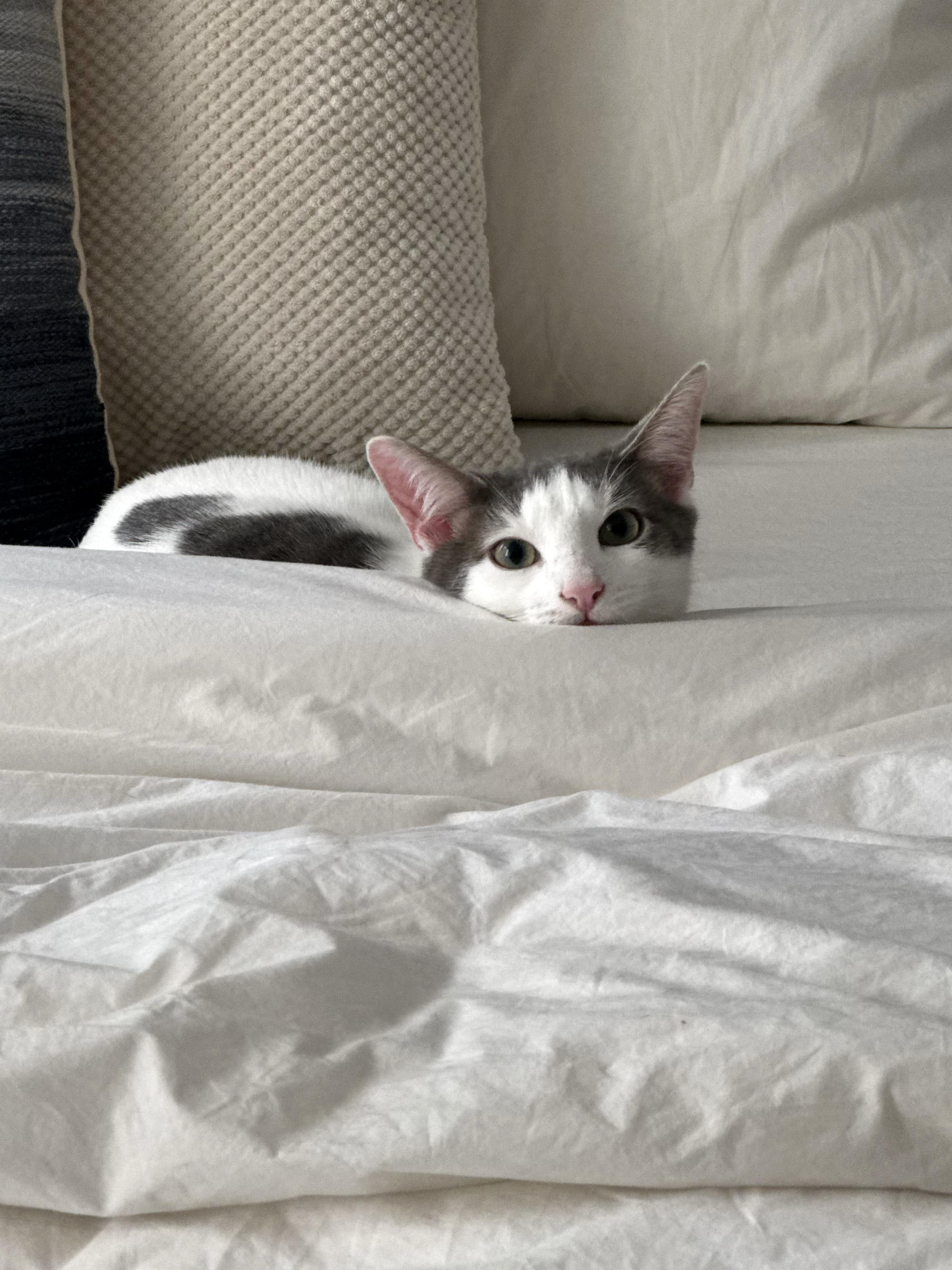 Enlarge Dill, an adopted Domestic Short Hair in Brooklyn, NY image 1/6