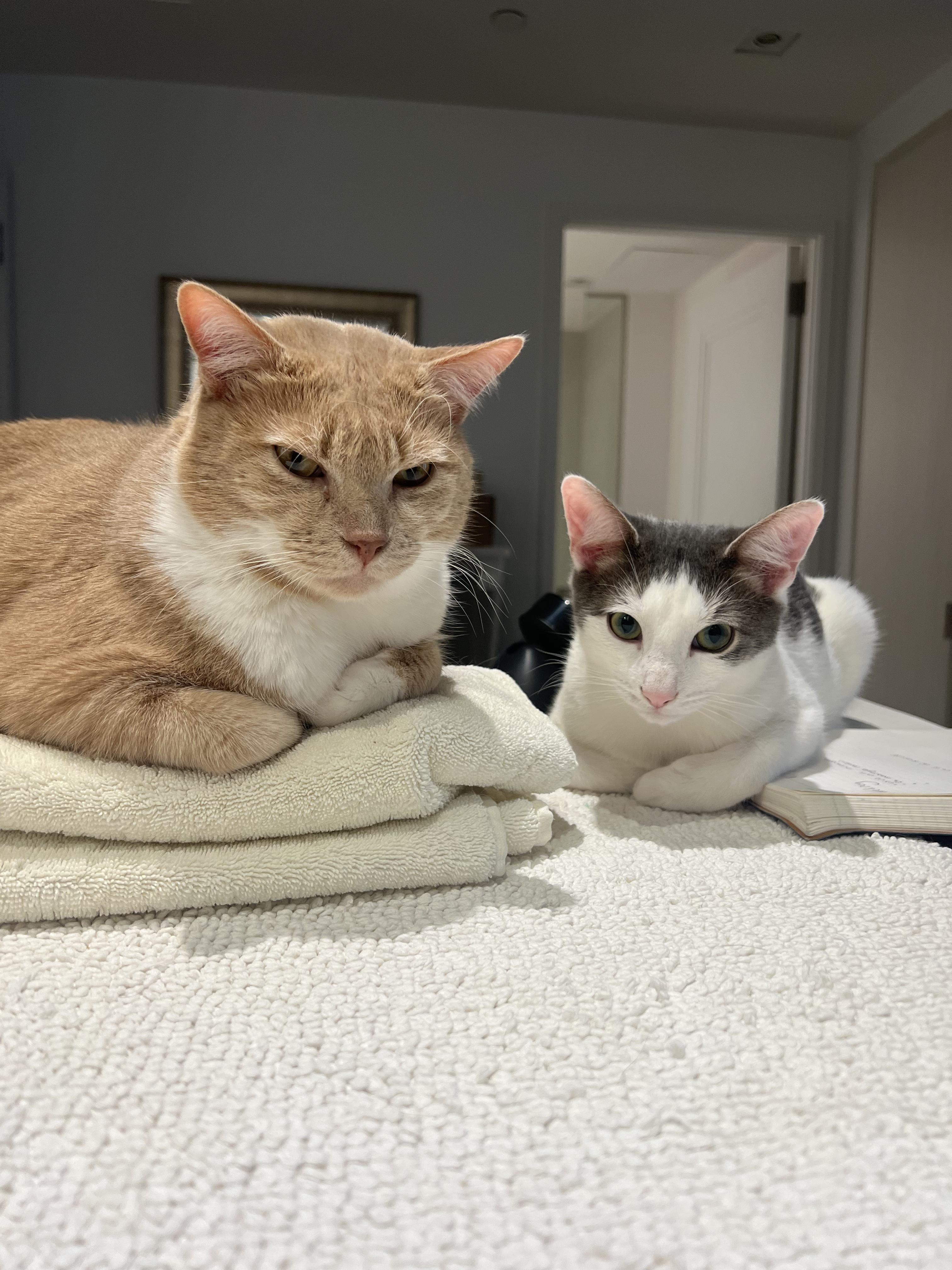 Enlarge Dill, an adopted Domestic Short Hair in Brooklyn, NY image 3/6