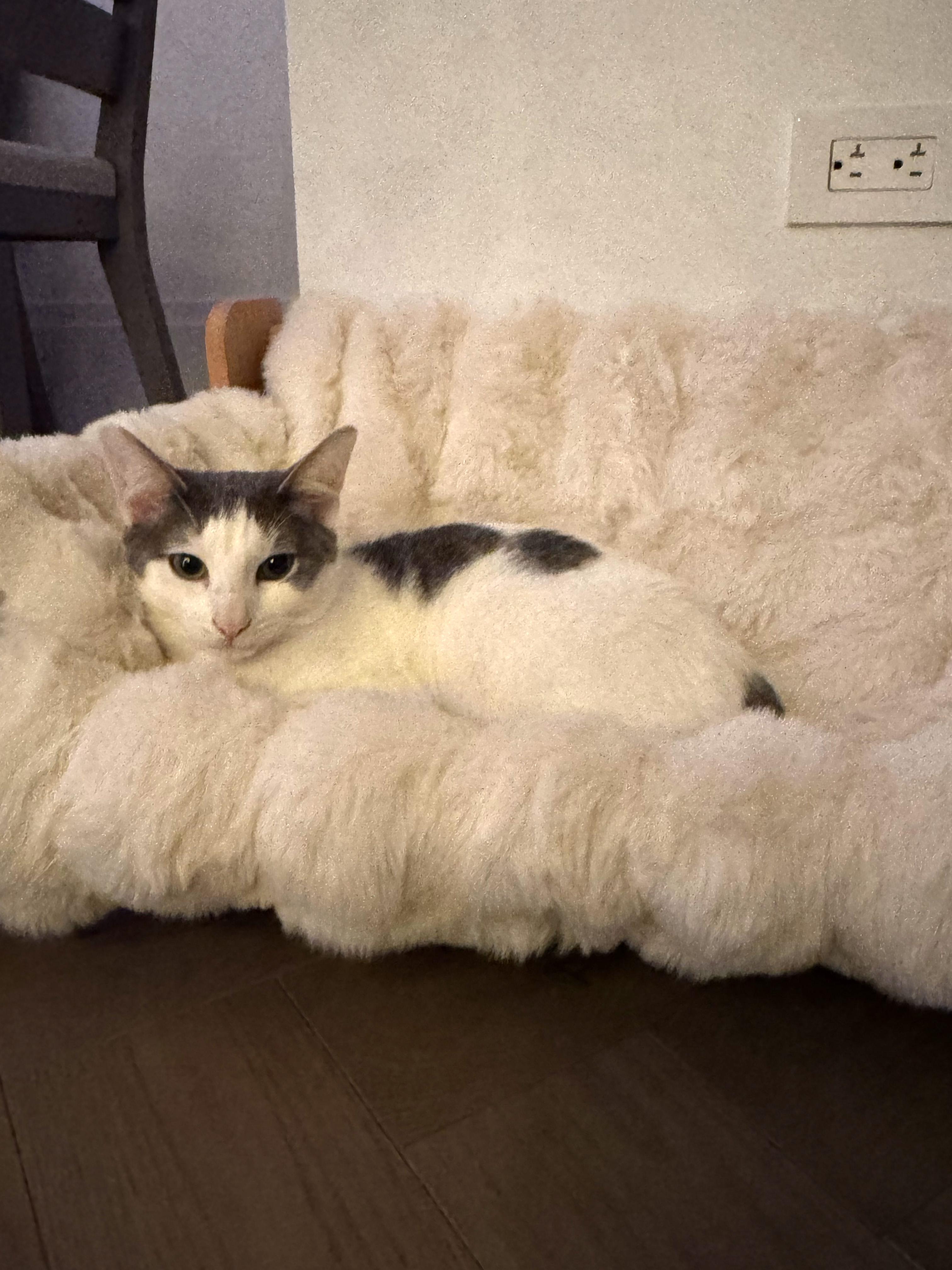 Enlarge Dill, an adopted Domestic Short Hair in Brooklyn, NY image 4/6