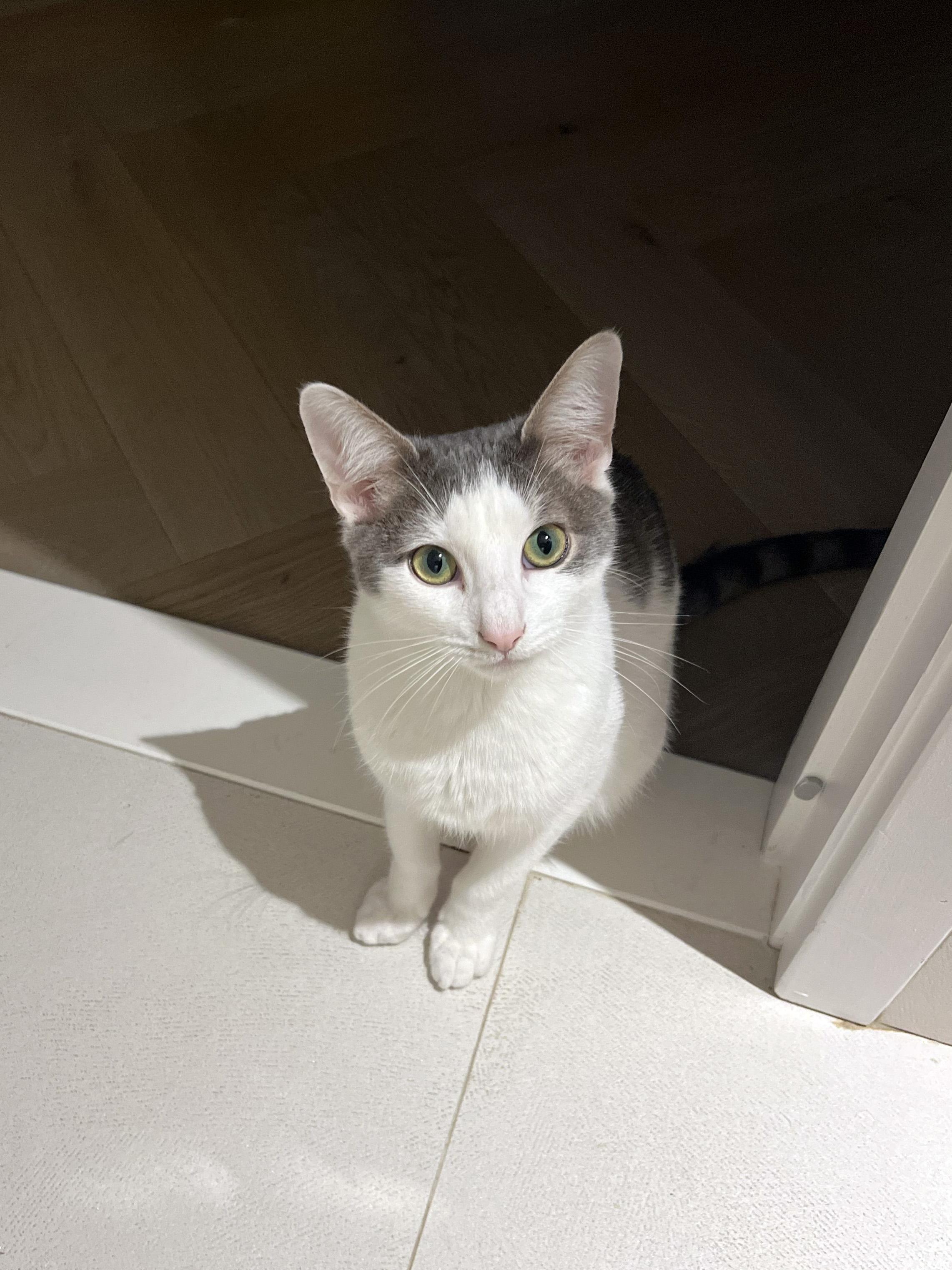 Enlarge Dill, an adopted Domestic Short Hair in Brooklyn, NY image 2/6