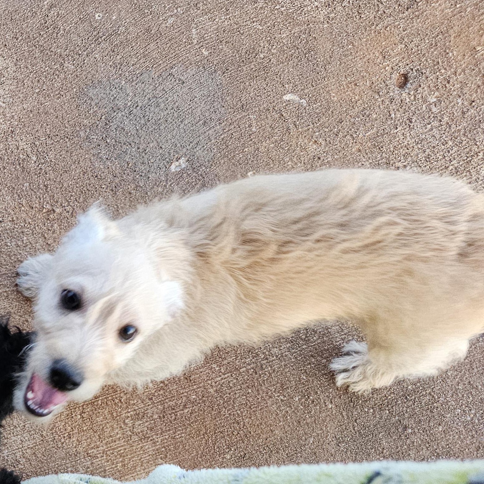 Elmore, a ADOPTABLE mixed breed in Clovis, NM image 3/3