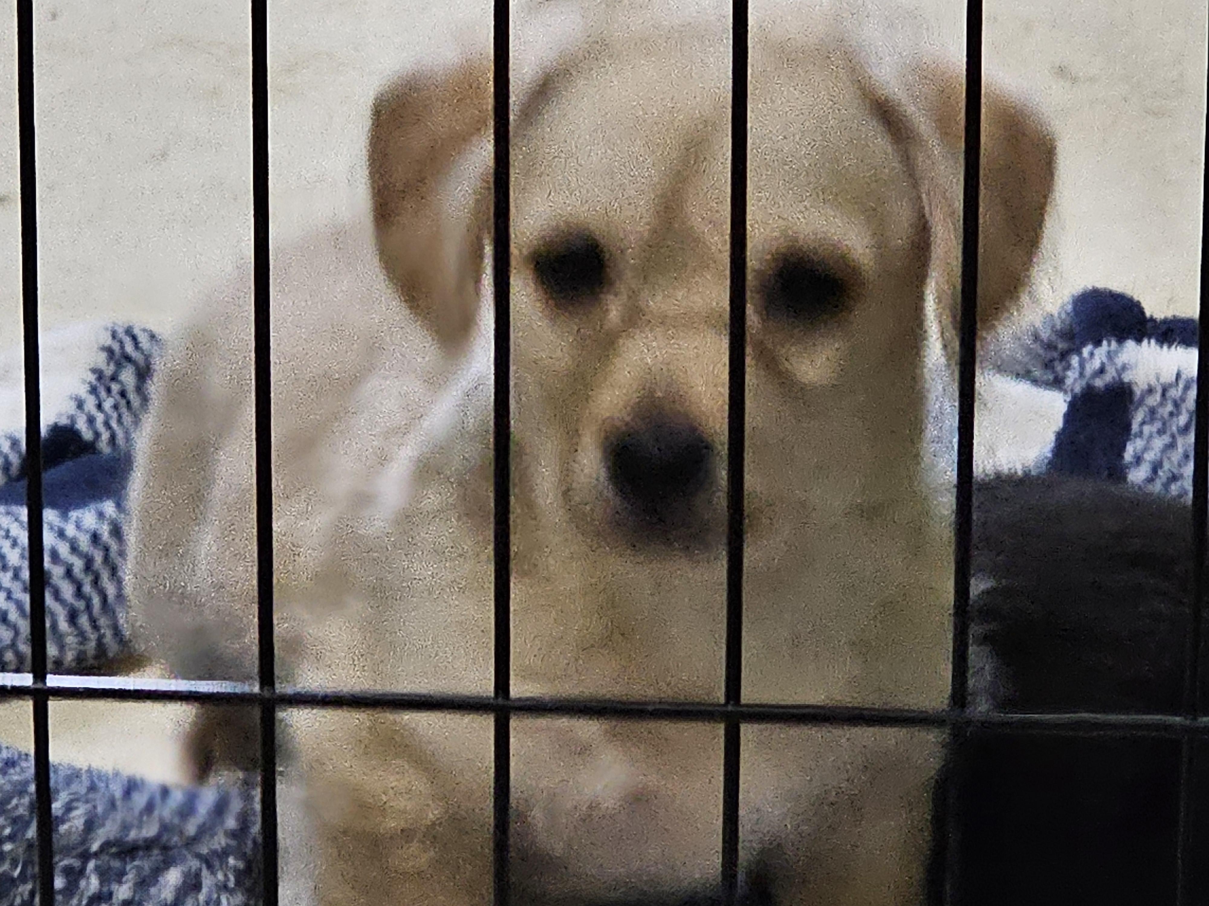 Enlarge Elmer, a ADOPTABLE mixed breed in Clovis, NM image 1/1