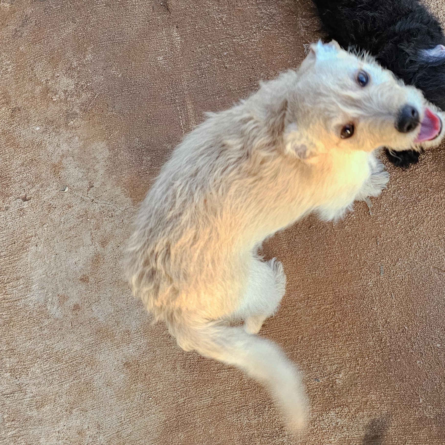 Elmore, a ADOPTABLE mixed breed in Clovis, NM image 1/3